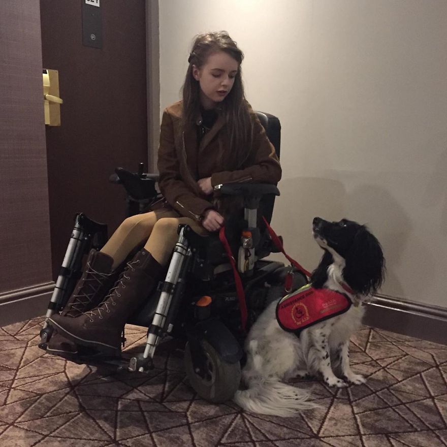 A Girl With A Disability Has The Most Adorable Helper - A Springer Spaniel Named Ted (17 Pics) A Girl With A Disability Has The Most Adorable Helper - A Springer Spaniel Named Ted (17 Pics)