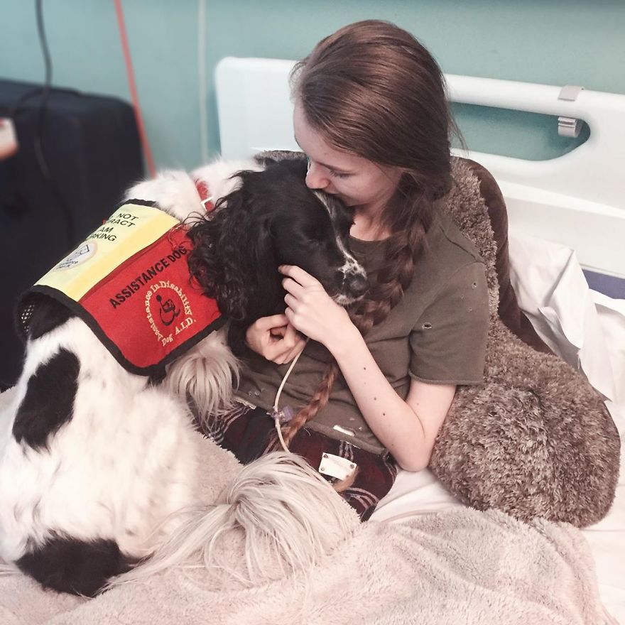 A Girl With A Disability Has The Most Adorable Helper - A Springer Spaniel Named Ted (17 Pics) A Girl With A Disability Has The Most Adorable Helper - A Springer Spaniel Named Ted (17 Pics)