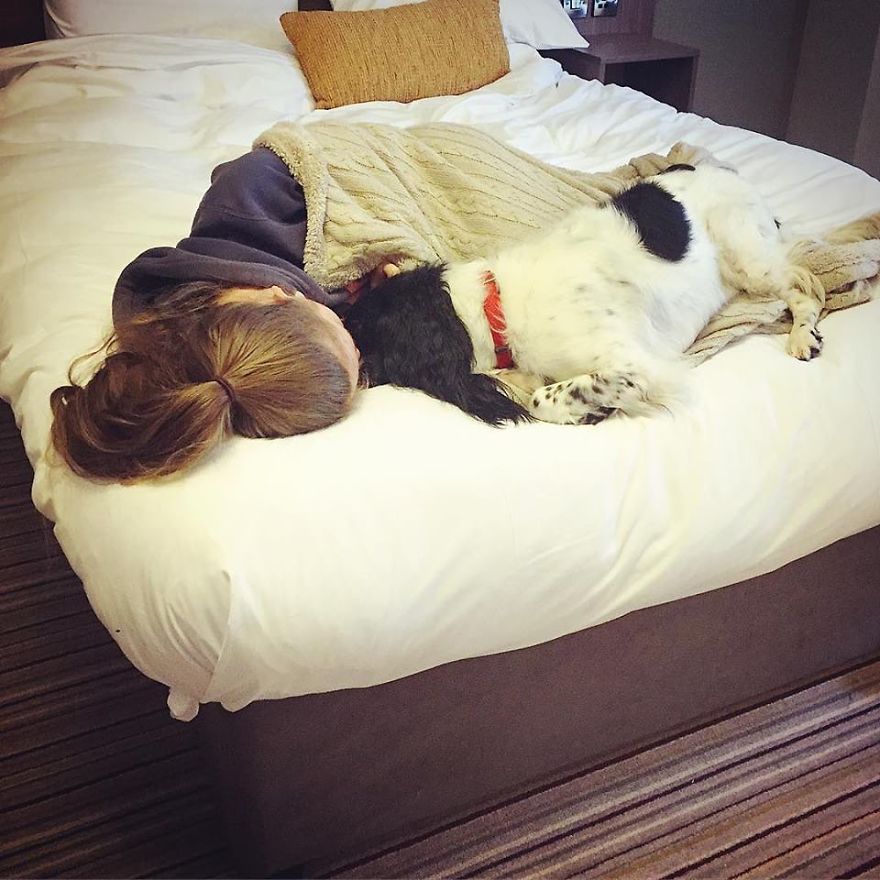 A Girl With A Disability Has The Most Adorable Helper - A Springer Spaniel Named Ted (17 Pics)