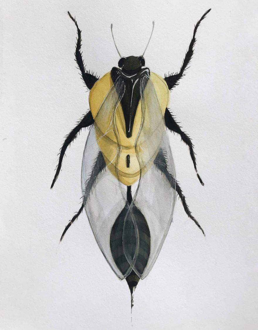 I Made These Surreal Insects Combining Only Black And Yellow Watercolor