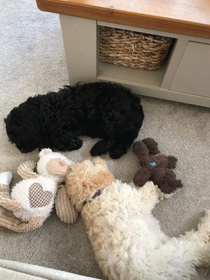 Dogs From The Same Litter Recognize Each Other When They Accidentally Meet On The Street Dogs From The Same Litter Recognize Each Other When They Accidentally Meet On The Street