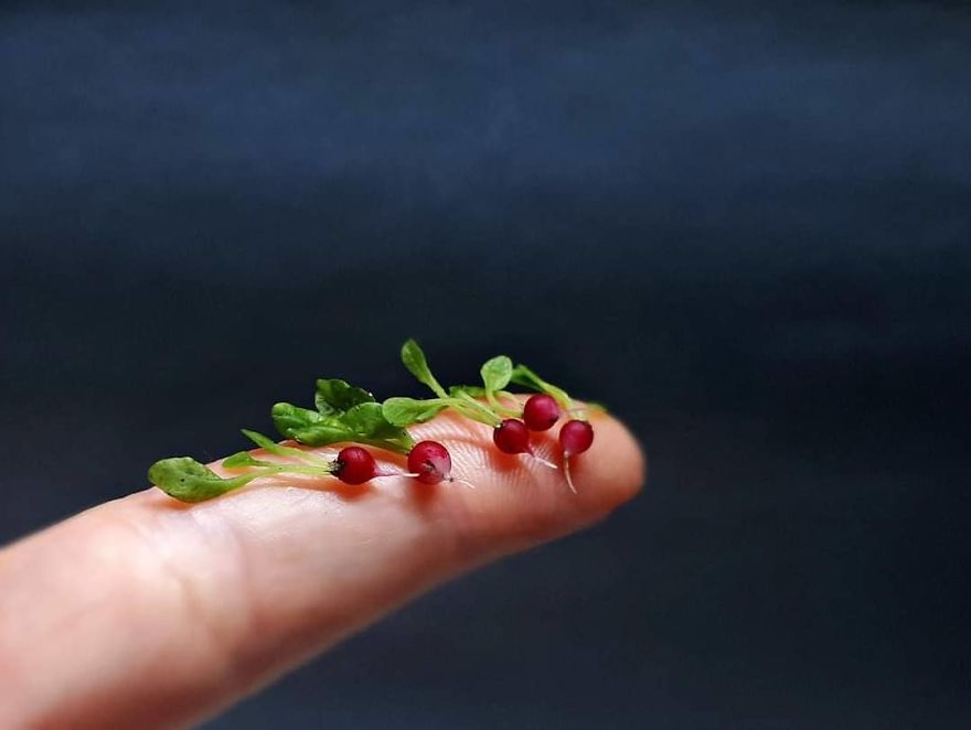 A Russian Mother Of Three Has Become A Master Of Miniatures From Cold Porcelain