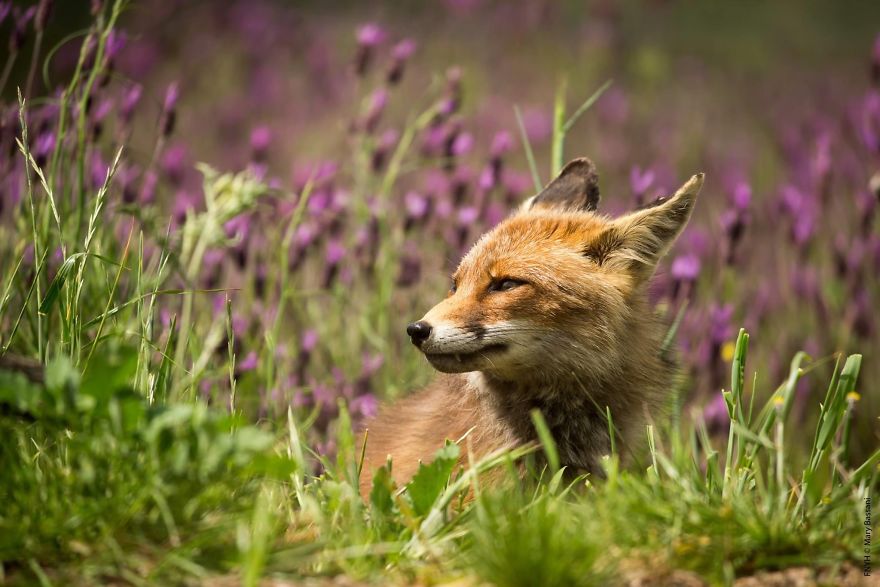 A Beautiful Red Fox Smelling The Lavender Perfume