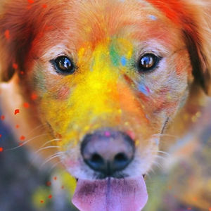 lululumiere11 avatar