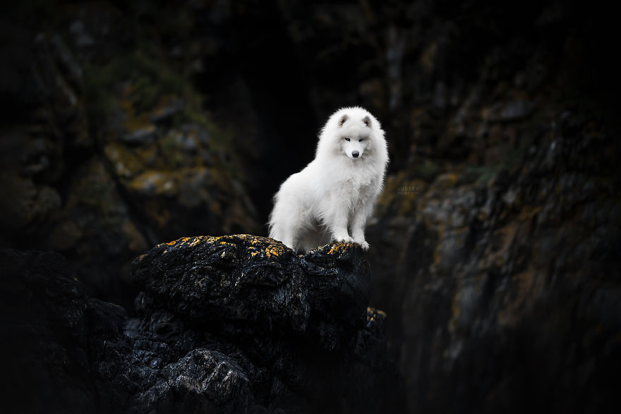 I Photograph Captivating Dog Portraits In Magical Forests And Unbelievable Places
