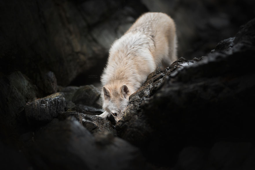 I Photograph Captivating Dog Portraits In Magical Forests And Unbelievable Places