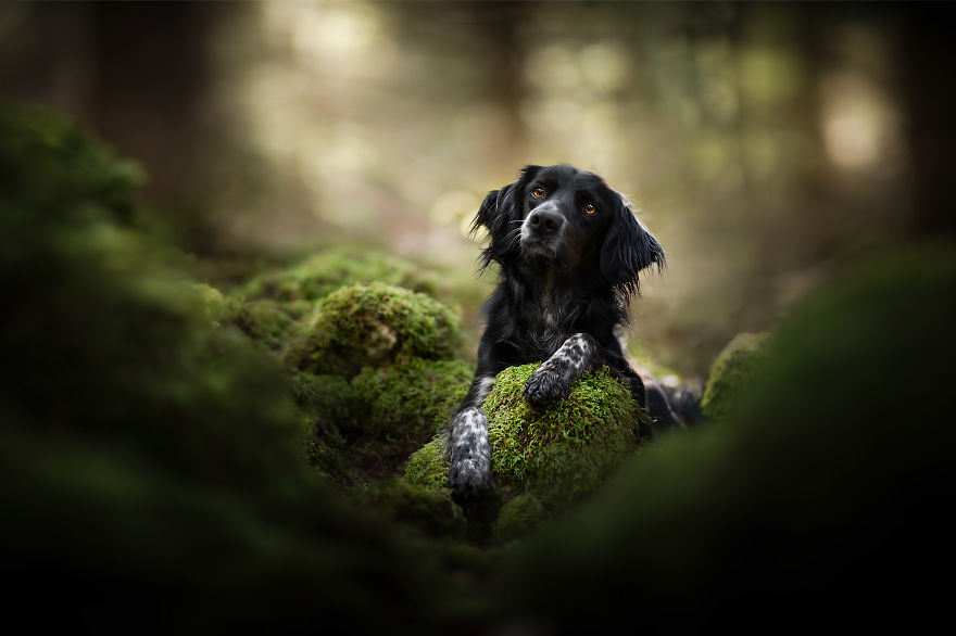 I Photograph Captivating Dog Portraits In Magical Forests And Unbelievable Places