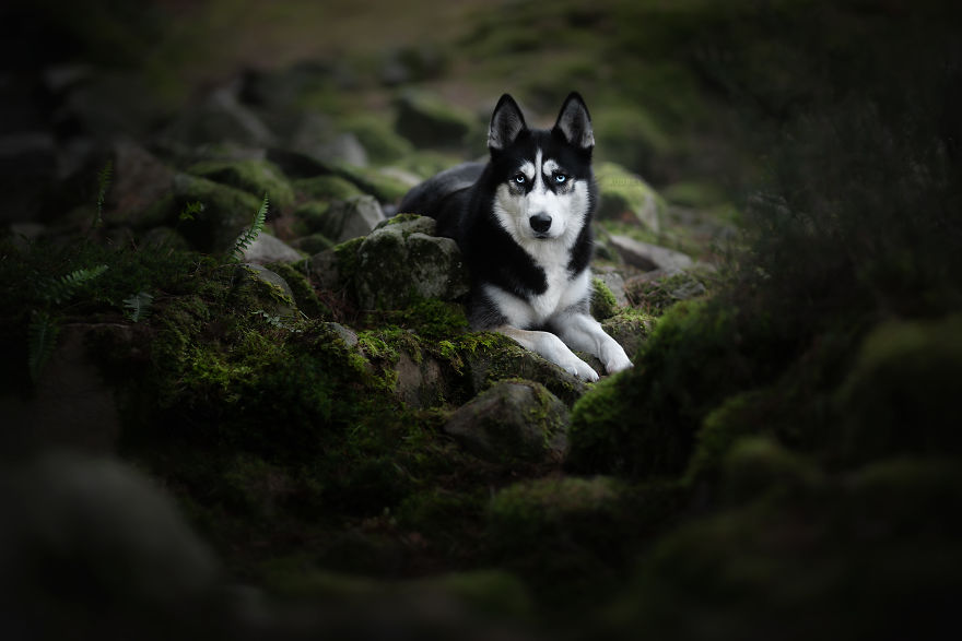 I Photograph Captivating Dog Portraits In Magical Forests And Unbelievable Places