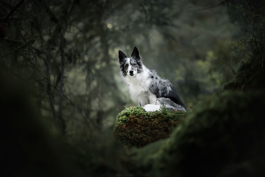 I Photograph Captivating Dog Portraits In Magical Forests And Unbelievable Places
