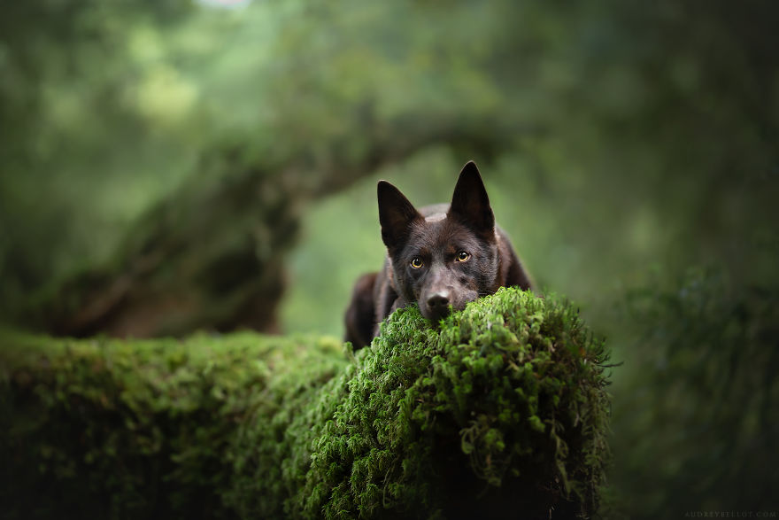 I Photograph Captivating Dog Portraits In Magical Forests And Unbelievable Places