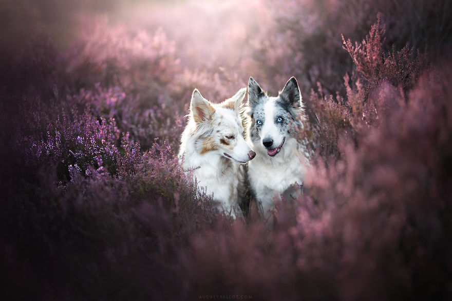 I Photograph Captivating Dog Portraits In Magical Forests And Unbelievable Places