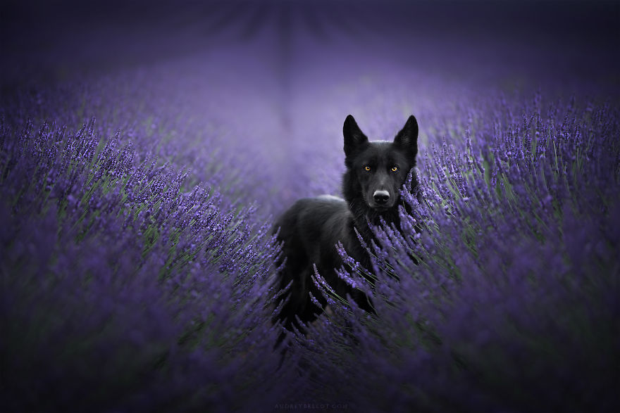 I Photograph Captivating Dog Portraits In Magical Forests And Unbelievable Places