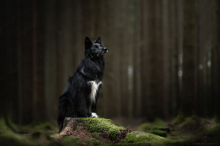 I Photograph Captivating Dog Portraits In Magical Forests And Unbelievable Places