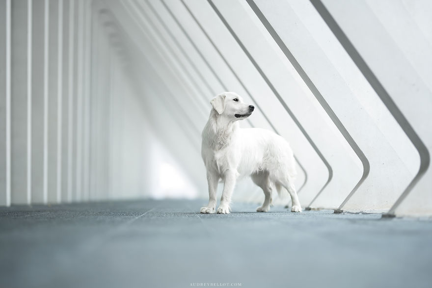 I Photograph Captivating Dog Portraits In Magical Forests And Unbelievable Places