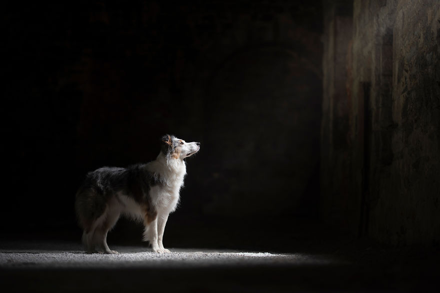 I Photograph Captivating Dog Portraits In Magical Forests And Unbelievable Places