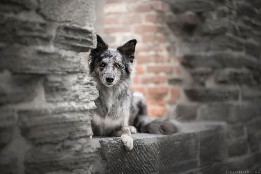 I Photograph Captivating Dog Portraits In Magical Forests And Unbelievable Places