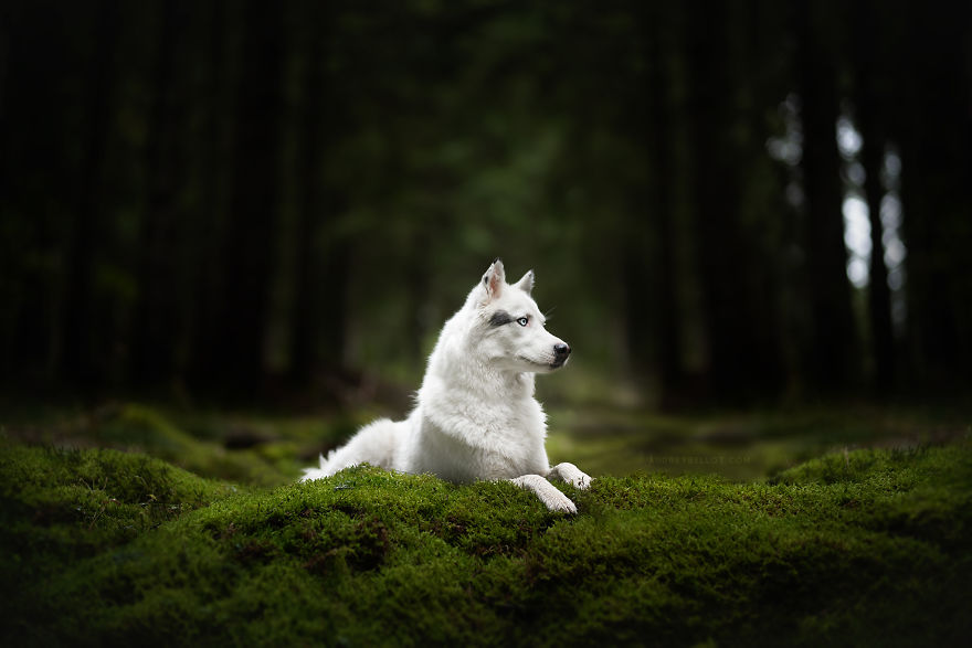 I Photograph Captivating Dog Portraits In Magical Forests And Unbelievable Places