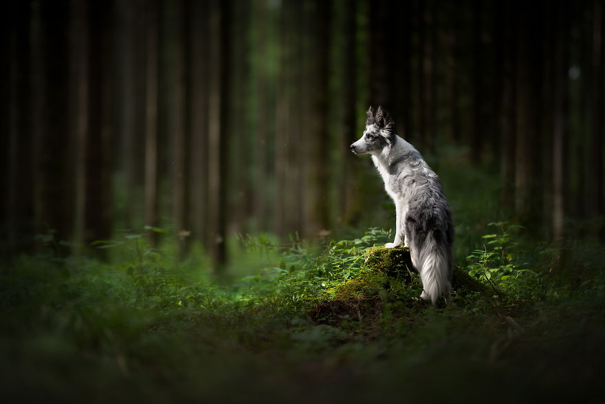 I Photograph Captivating Dog Portraits In Magical Forests And Unbelievable Places