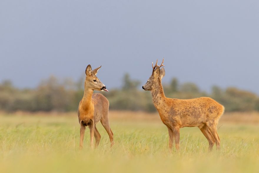 "It's Too Late Roebuck, Too Late." Roebuck Deer, Estonia