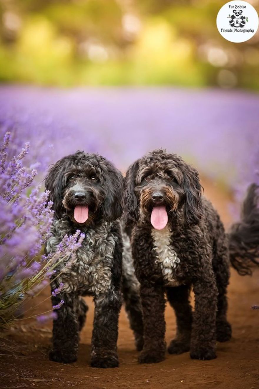 Animal-Dog-Photography-Bridestowe-Lavender-Estate-Tasmania-Deb-Sulzberger