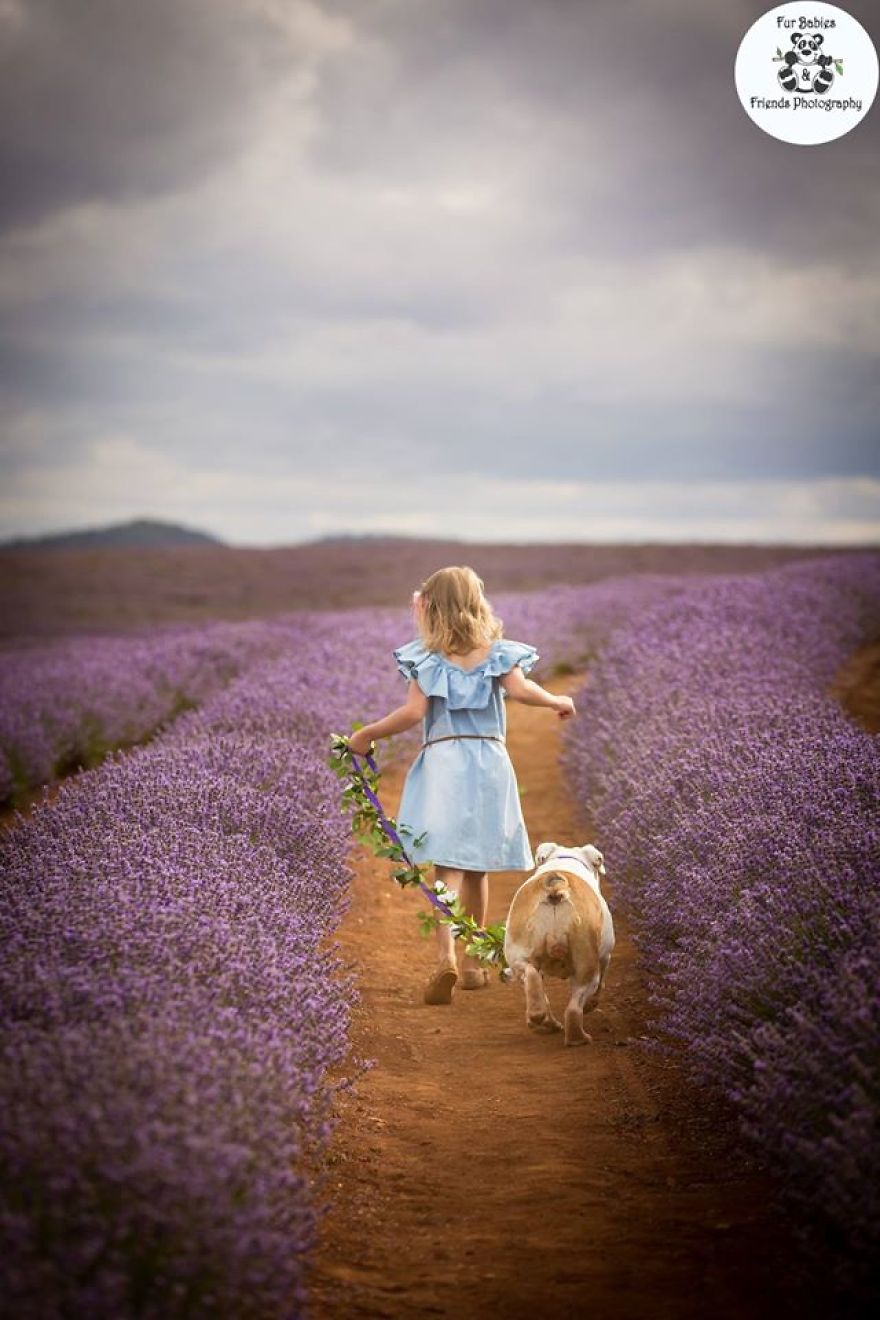 Animal-Dog-Photography-Bridestowe-Lavender-Estate-Tasmania-Deb-Sulzberger