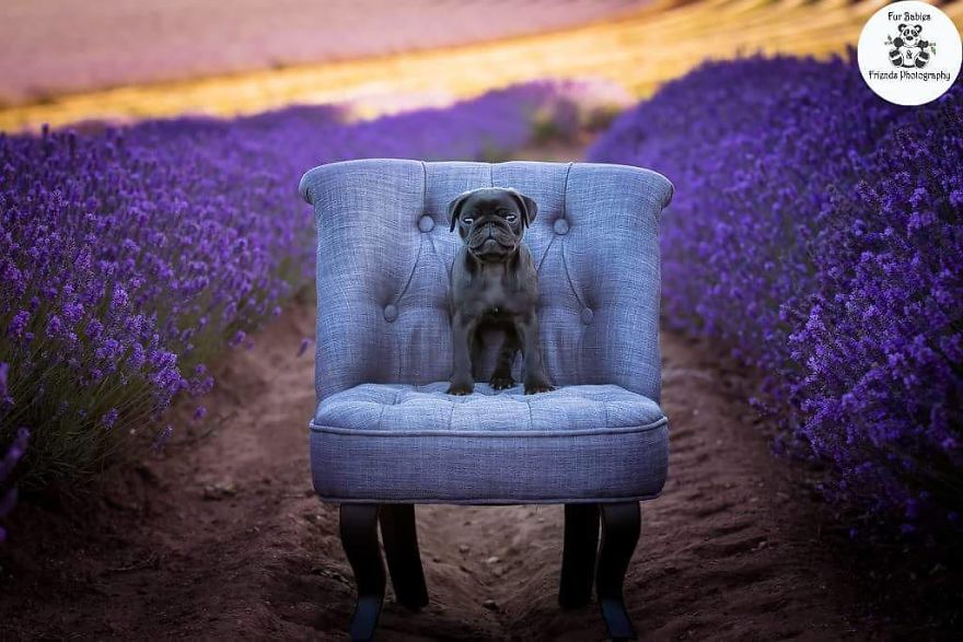 Animal-Dog-Photography-Bridestowe-Lavender-Estate-Tasmania-Deb-Sulzberger
