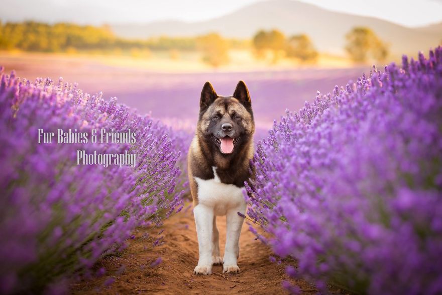 Animal-Dog-Photography-Bridestowe-Lavender-Estate-Tasmania-Deb-Sulzberger