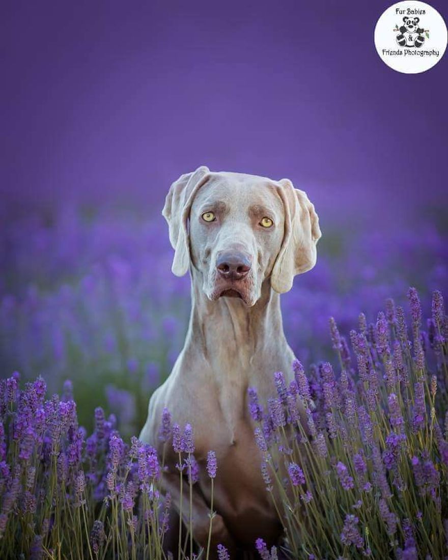 Animal-Dog-Photography-Bridestowe-Lavender-Estate-Tasmania-Deb-Sulzberger