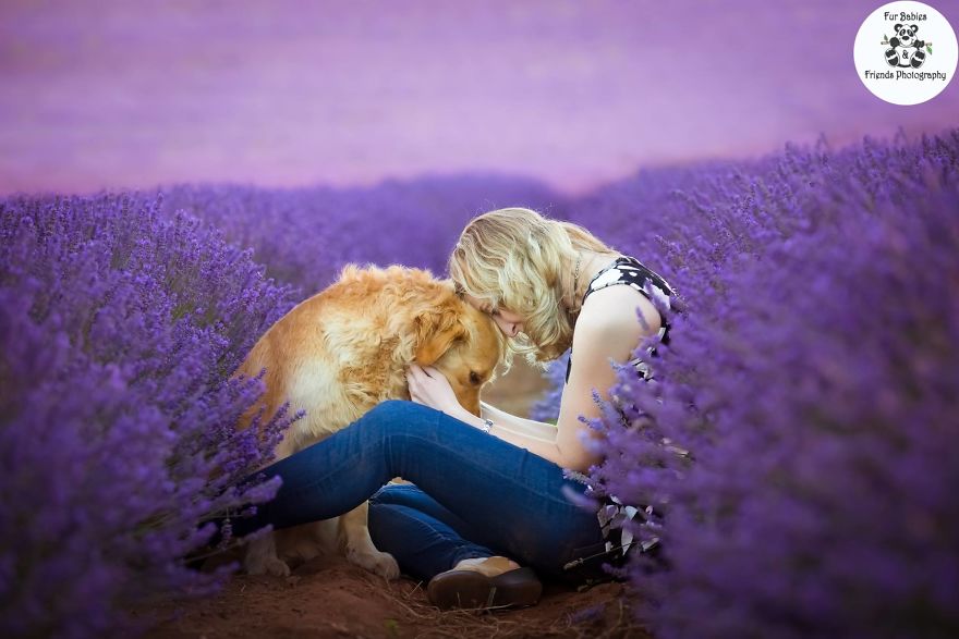 Animal-Dog-Photography-Bridestowe-Lavender-Estate-Tasmania-Deb-Sulzberger