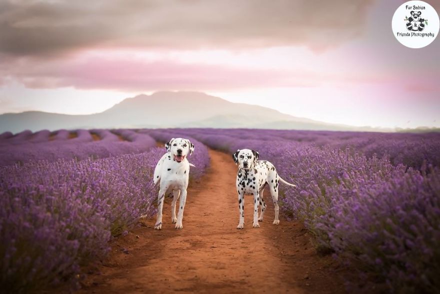 Animal-Dog-Photography-Bridestowe-Lavender-Estate-Tasmania-Deb-Sulzberger