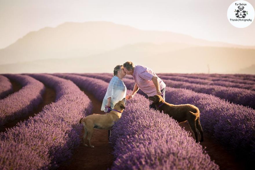 Animal-Dog-Photography-Bridestowe-Lavender-Estate-Tasmania-Deb-Sulzberger