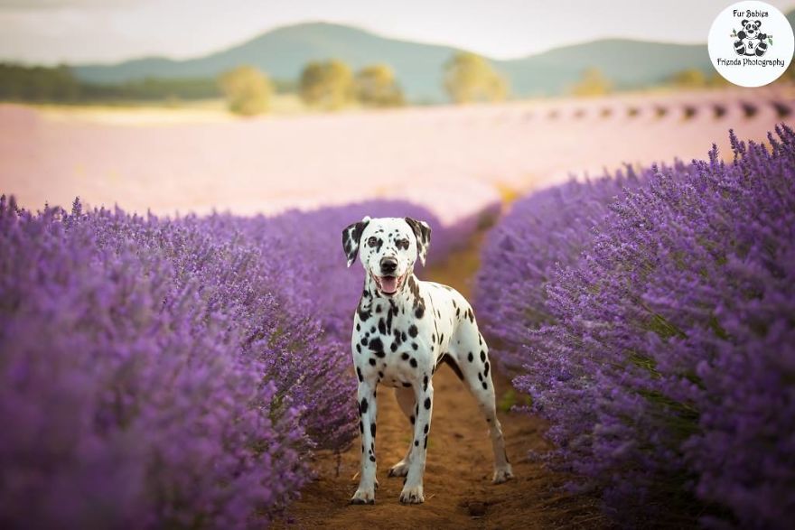 Animal-Dog-Photography-Bridestowe-Lavender-Estate-Tasmania-Deb-Sulzberger