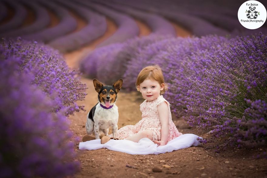Animal-Dog-Photography-Bridestowe-Lavender-Estate-Tasmania-Deb-Sulzberger