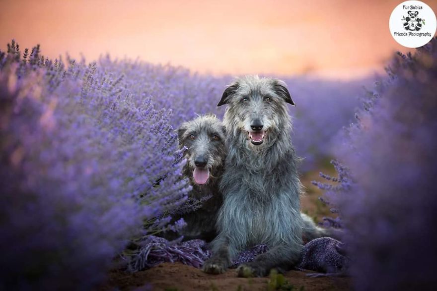 Animal-Dog-Photography-Bridestowe-Lavender-Estate-Tasmania-Deb-Sulzberger