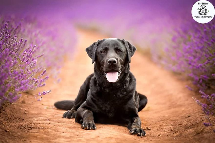 Animal-Dog-Photography-Bridestowe-Lavender-Estate-Tasmania-Deb-Sulzberger