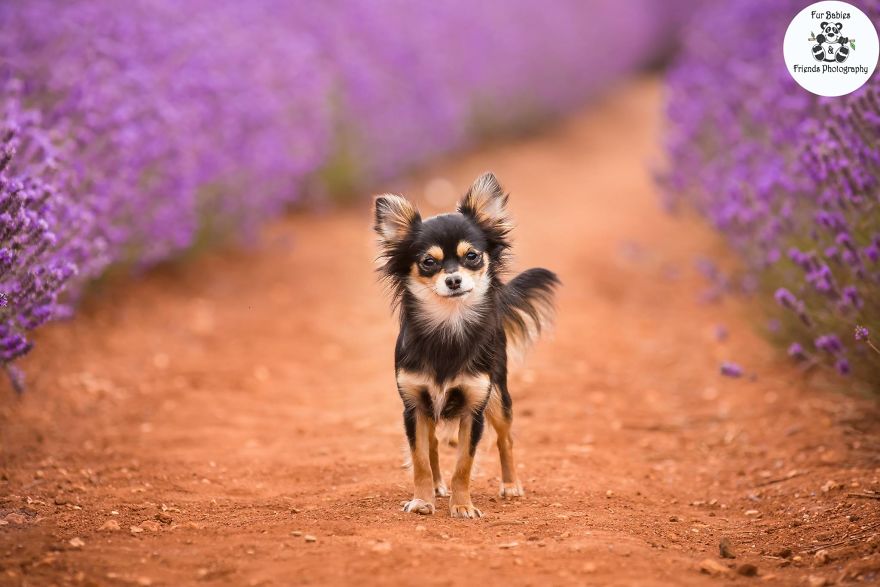 Animal-Dog-Photography-Bridestowe-Lavender-Estate-Tasmania-Deb-Sulzberger
