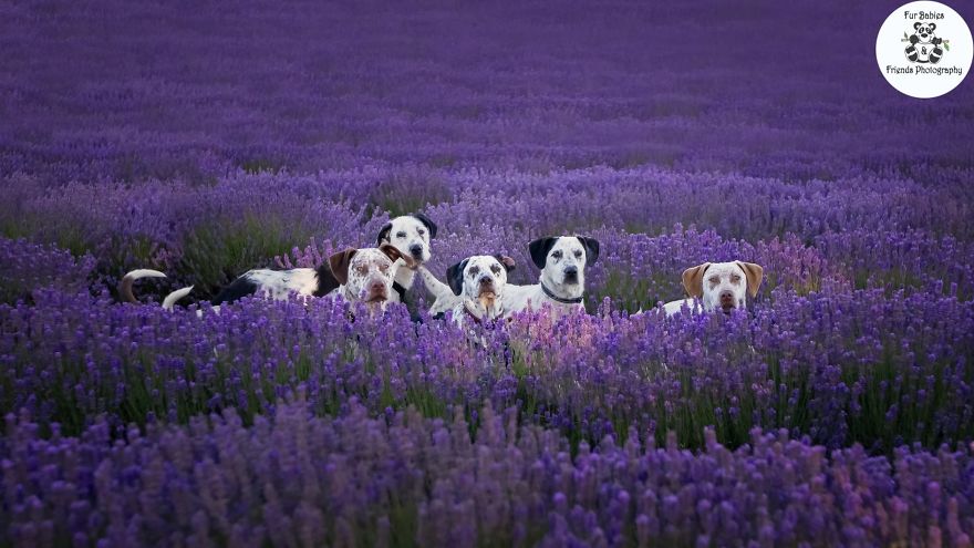 Animal-Dog-Photography-Bridestowe-Lavender-Estate-Tasmania-Deb-Sulzberger