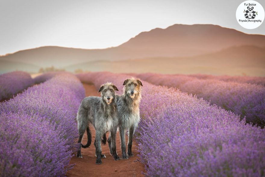 Animal-Dog-Photography-Bridestowe-Lavender-Estate-Tasmania-Deb-Sulzberger