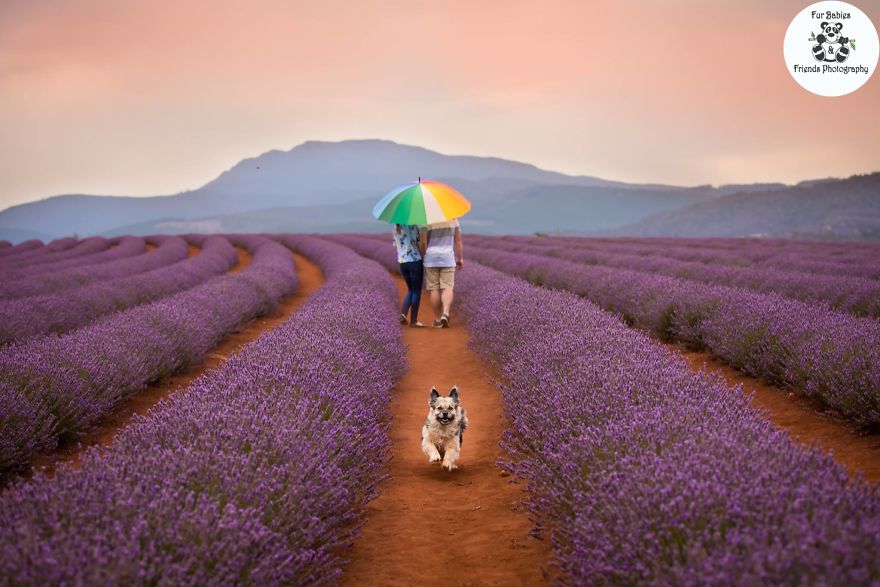Animal-Dog-Photography-Bridestowe-Lavender-Estate-Tasmania-Deb-Sulzberger