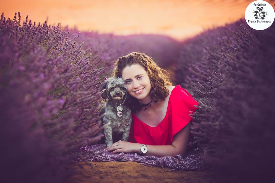 Animal-Dog-Photography-Bridestowe-Lavender-Estate-Tasmania-Deb-Sulzberger