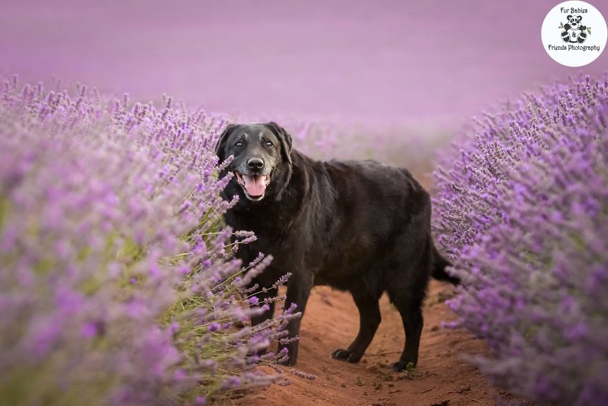 Animal-Dog-Photography-Bridestowe-Lavender-Estate-Tasmania-Deb-Sulzberger