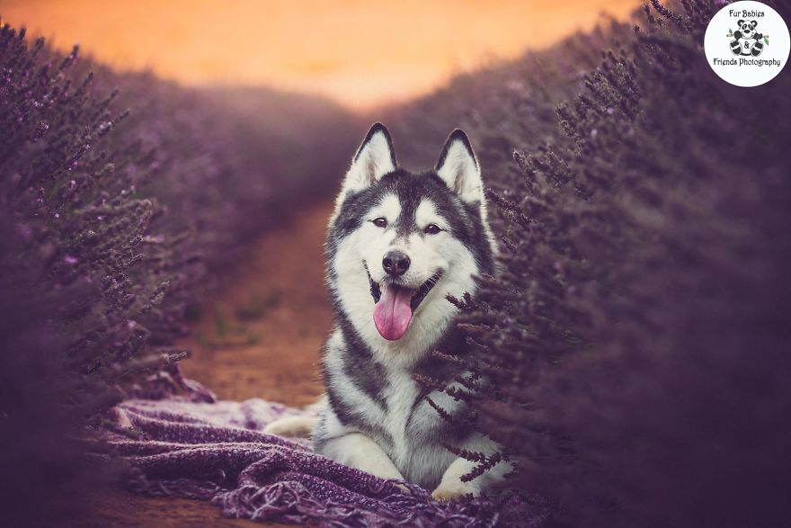 Animal-Dog-Photography-Bridestowe-Lavender-Estate-Tasmania-Deb-Sulzberger