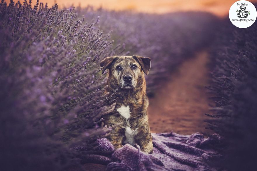 Animal-Dog-Photography-Bridestowe-Lavender-Estate-Tasmania-Deb-Sulzberger
