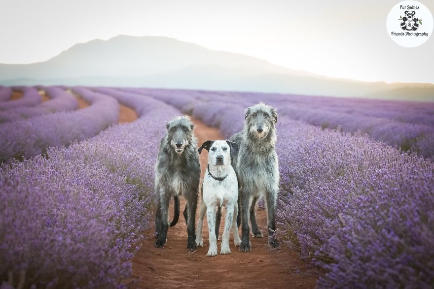 Animal-Dog-Photography-Bridestowe-Lavender-Estate-Tasmania-Deb-Sulzberger