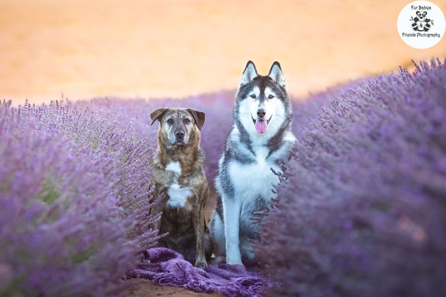 Animal-Dog-Photography-Bridestowe-Lavender-Estate-Tasmania-Deb-Sulzberger