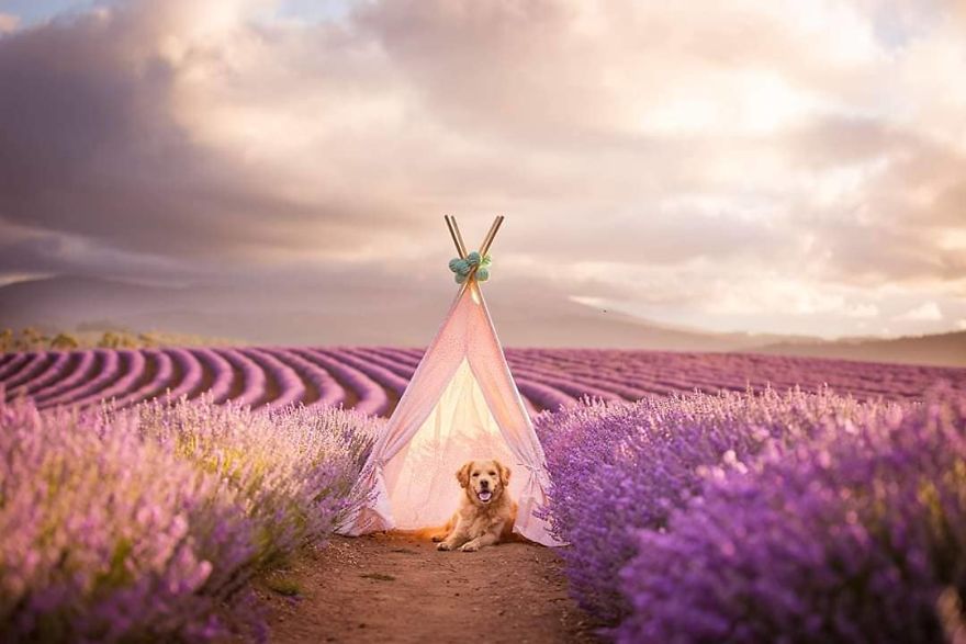 Animal-Dog-Photography-Bridestowe-Lavender-Estate-Tasmania-Deb-Sulzberger