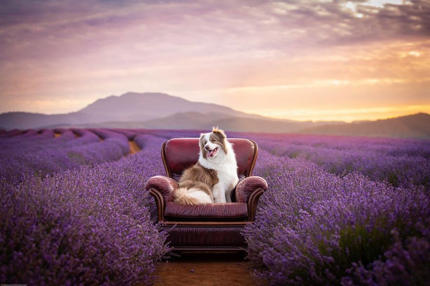 Animal-Dog-Photography-Bridestowe-Lavender-Estate-Tasmania-Deb-Sulzberger