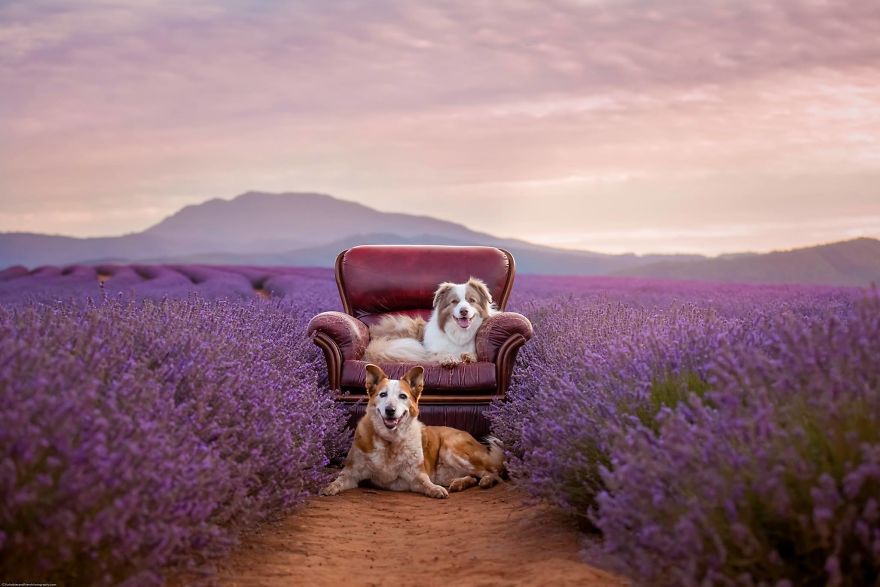 Animal-Dog-Photography-Bridestowe-Lavender-Estate-Tasmania-Deb-Sulzberger