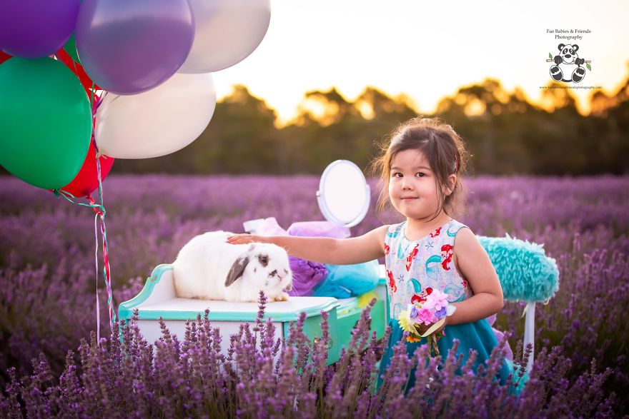 Animal-Dog-Photography-Bridestowe-Lavender-Estate-Tasmania-Deb-Sulzberger