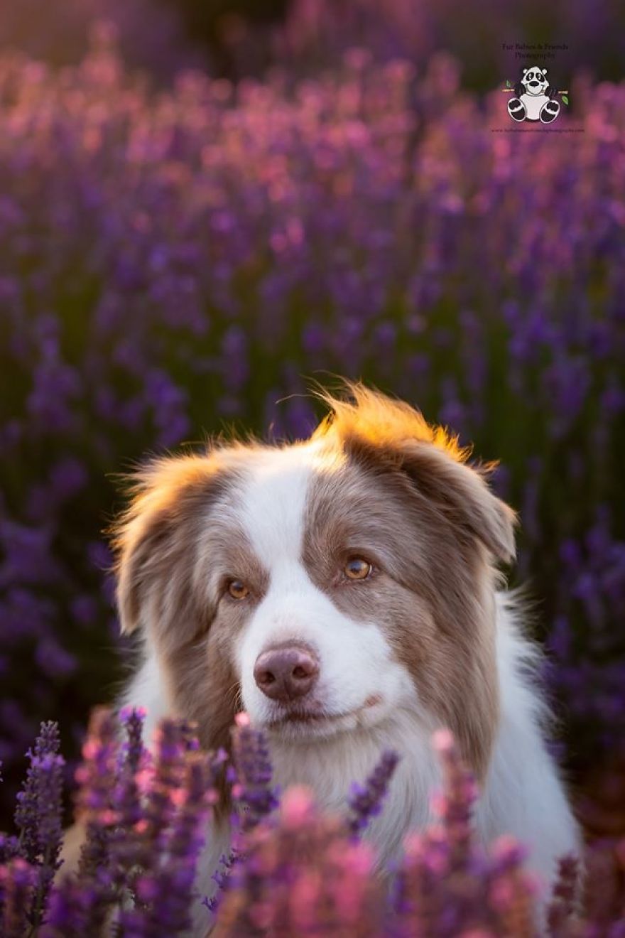 Animal-Dog-Photography-Bridestowe-Lavender-Estate-Tasmania-Deb-Sulzberger